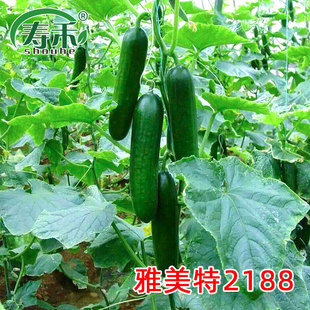 荷兰雅美特2188迷你小水果黄瓜种子夏季菜苗四季高产蔬菜种籽孑仔