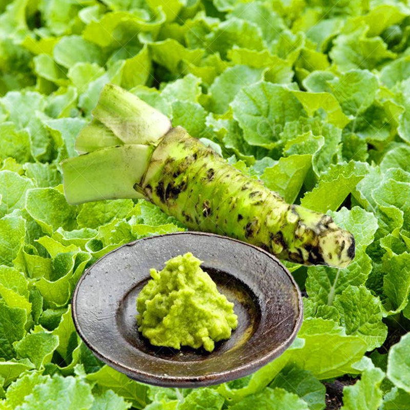 芥末种子山葵种籽根四季调味四季阳台种孑盆栽蔬菜种孑春秋农家