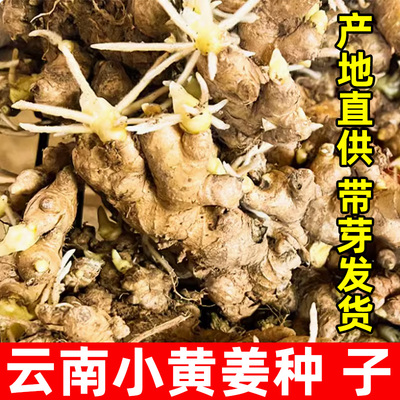 云南小黄姜种带芽高产生姜老姜大姜本地洋姜泥姜大黄姜山东种子籽