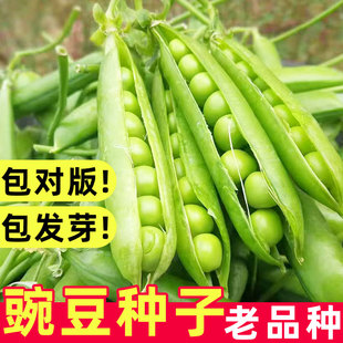 豌豆种子老品种台湾长寿仁高产耐寒蔬菜种籽四季菜种冬季过冬豌豆