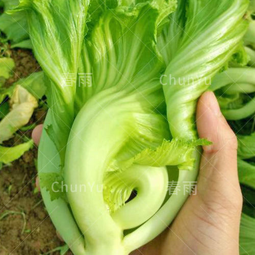 包心芥菜种籽介菜菜种大叶水东芥菜广东酸菜四季秋季蔬菜种子 - 封面