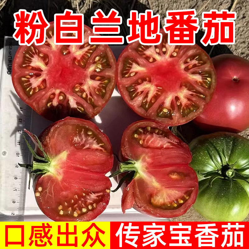 粉白兰地番茄种子传家宝番茄种子阳台庭院适合新手小白当年结果