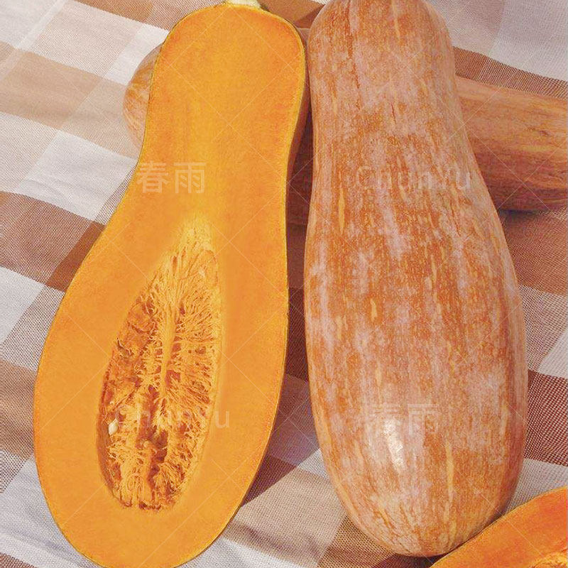 蜜本南瓜种籽高产特大香甜春天菜种四季冬季春季瓜类蔬菜种子种孑