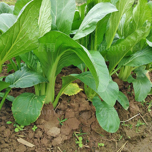 连州菜心种孑迟菜心种籽增城种子广州菜芯四季春季菜籽南方蔬菜