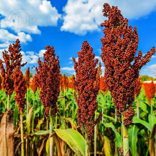 红缨子红糯矮杆高粱种子种籽孑酿酒种了高产早熟抗旱五谷杂粮