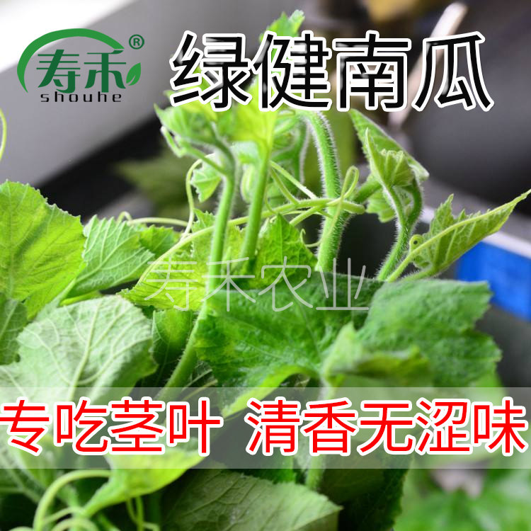 蔬菜嫩叶阳台盆栽春季南瓜种子