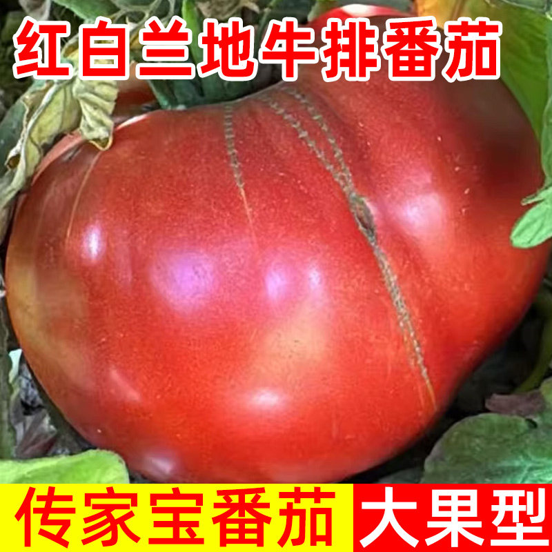 红白兰地牛排番茄种子大果型传家宝番茄种子阳台庭院西红柿种子