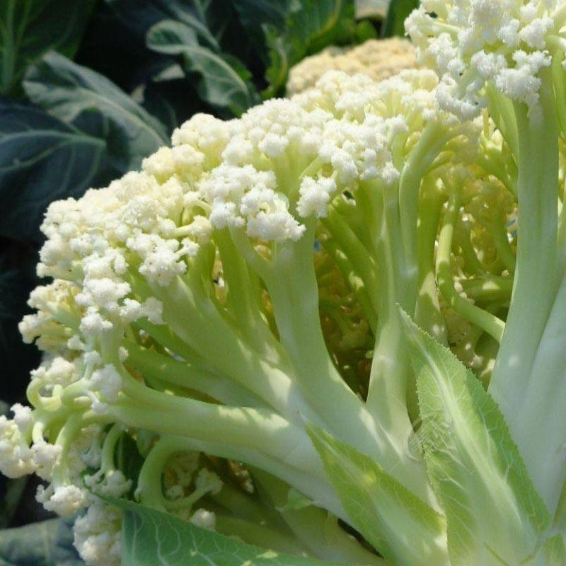 青梗松花菜苗种子种籽台湾花菜菜花春季秧苗孑四季蔬菜苗籽种