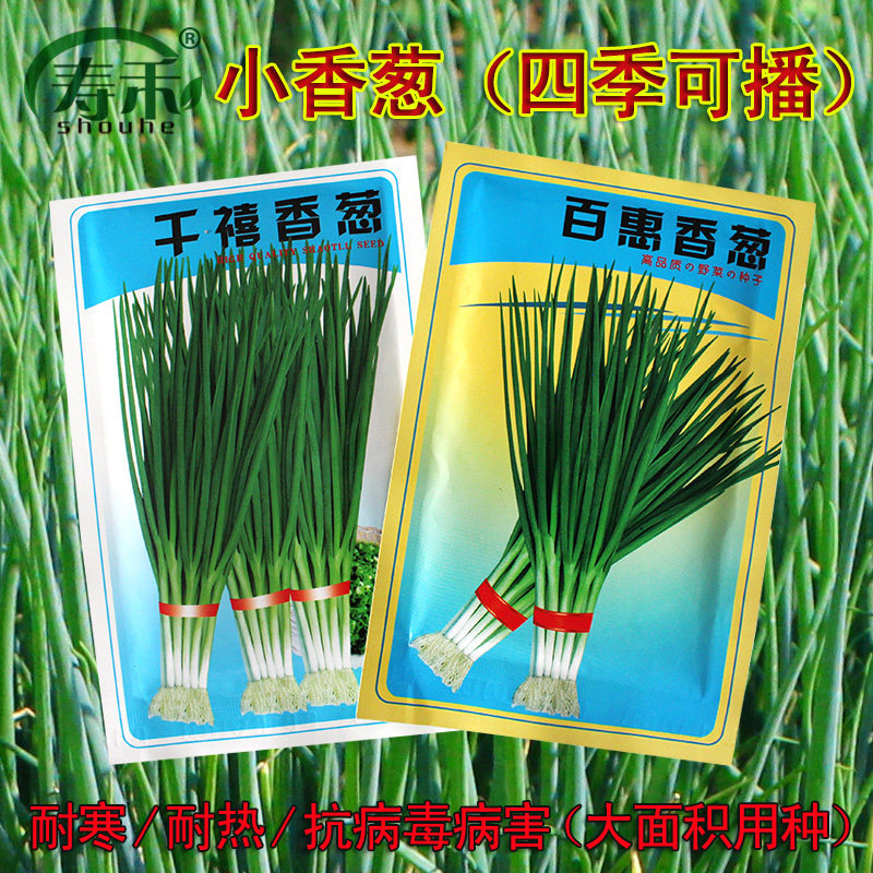 千禧高产抗倒伏大面积小香葱百惠