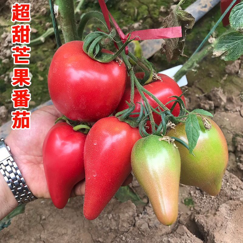 超甜芒果蜜番茄种子四季播种春水果蔬菜籽老沙瓤水果大西红柿种籽