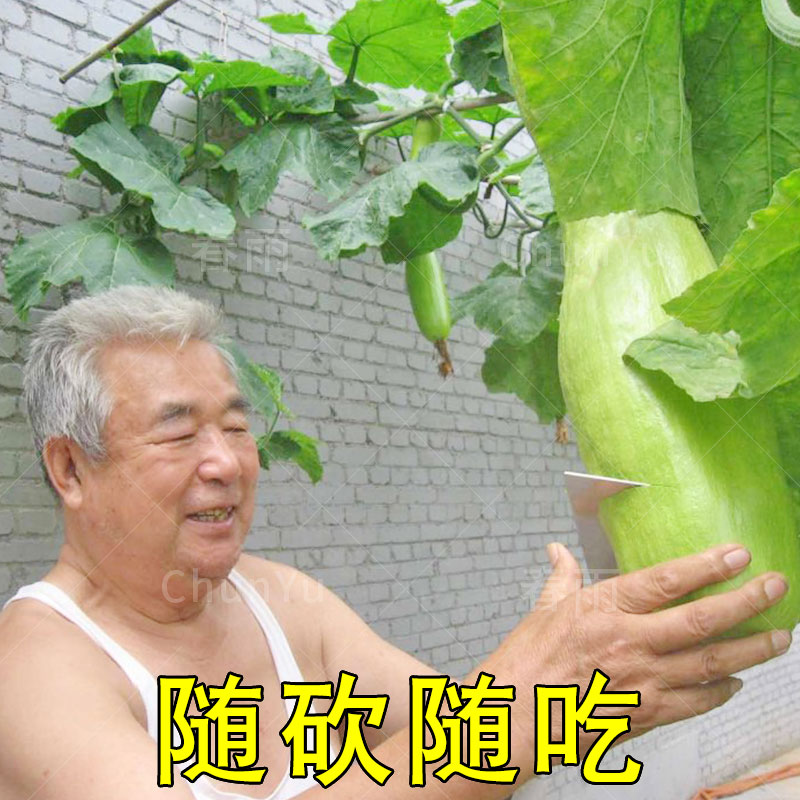 农家砍瓜巨型四季特色种籽