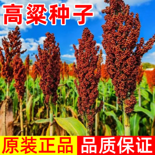 红缨子红糯矮杆高粱种子种籽孑酿酒种了高产早熟抗旱五谷杂粮扫把