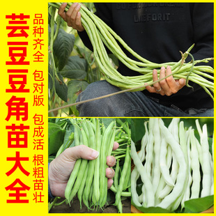 芸豆角苗大全四季豆角种籽豇豆苗豆角种籽豆角种苗豆角种子