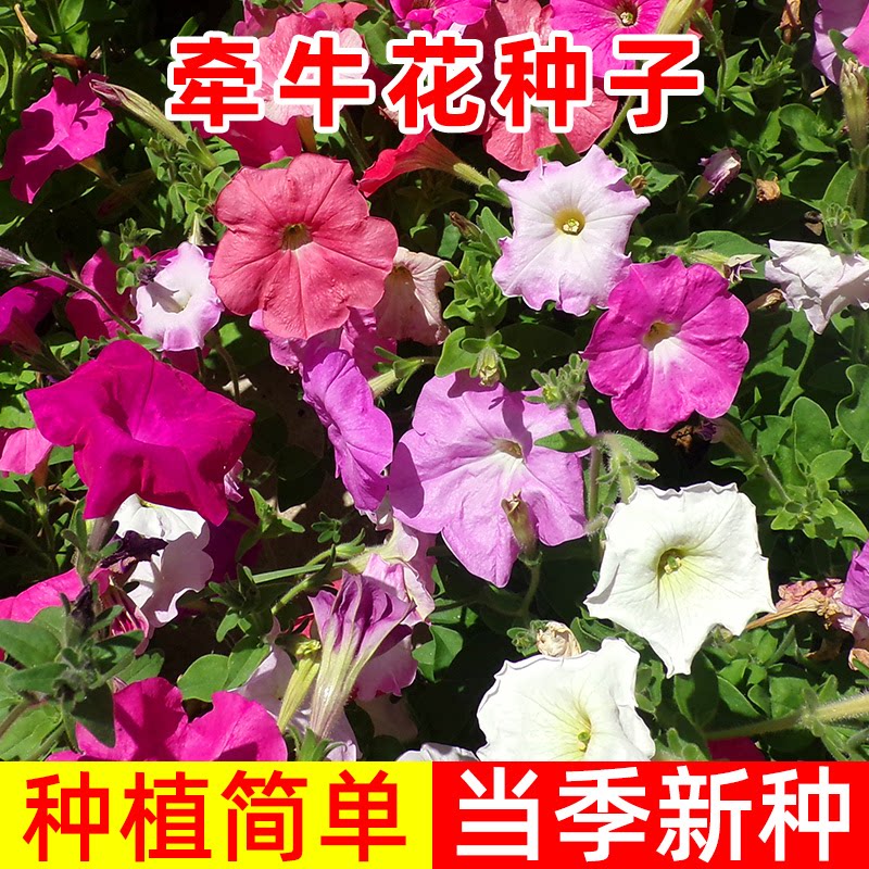 大牵牛花种子爬藤喇叭花种子易种阳台盆栽庭院花种子图片