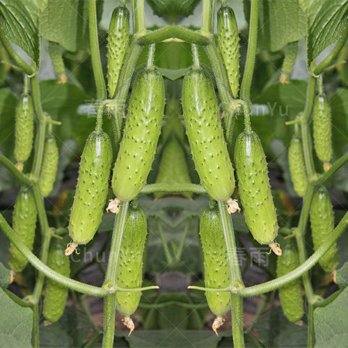 胡瓜质量怎么样 胡瓜口碑怎么样 小麦优选