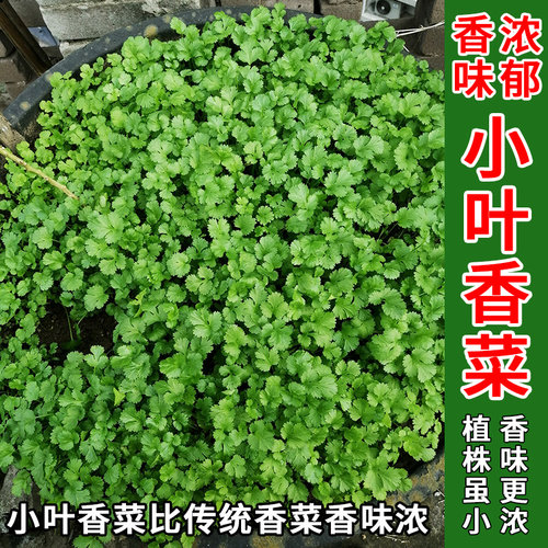 小叶香菜种籽芫荽四季食用秋季盆栽香莱籽种阳台蔬菜种子苗孑种菜 - 封面