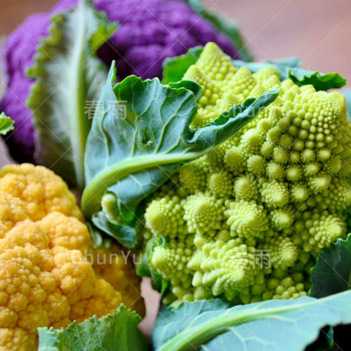 花菜种籽宝塔菜罗马有机花苗春季