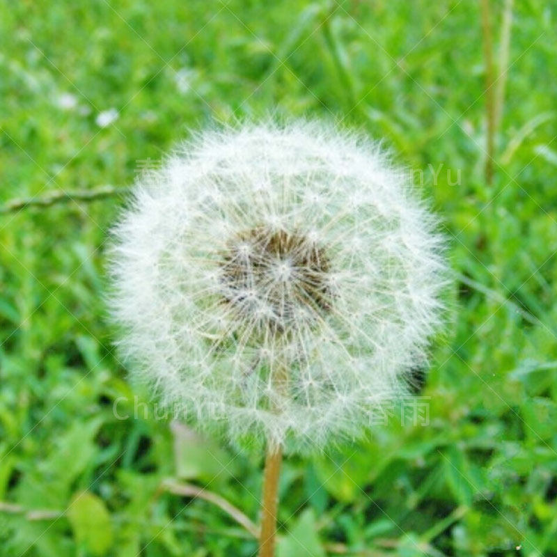 蒲公英种籽浦公英薄公英种植阳台籽种四季婆婆丁菜种子孑盆栽带根