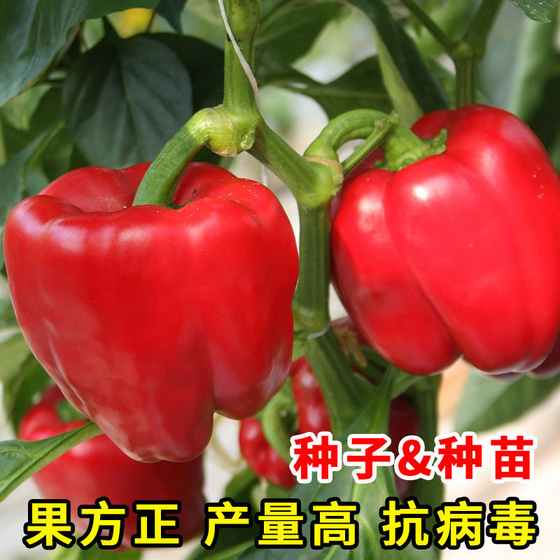 蔬菜种苗红色甜椒种子黄色绿色辣椒菜...