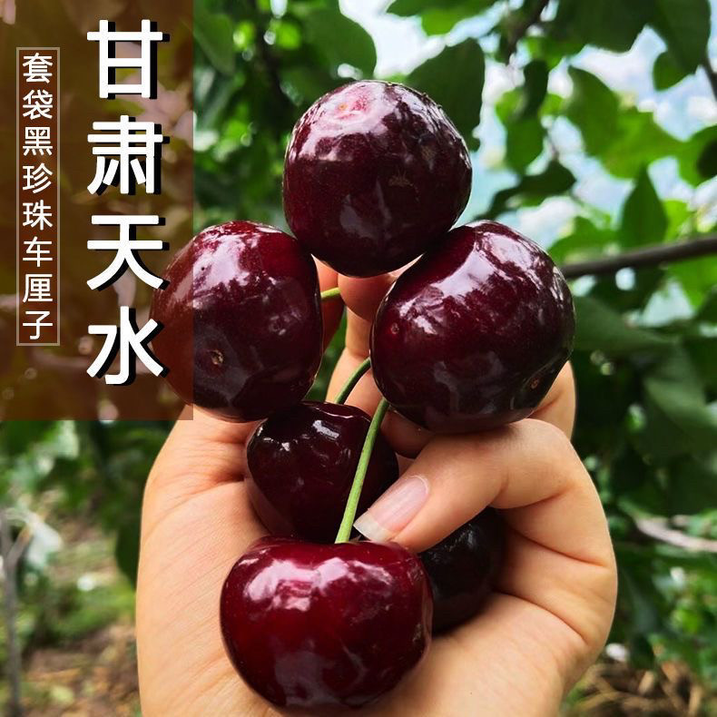 【航空冷链】天水套袋大樱桃新鲜当季孕妇现摘现发黑珍珠车厘子