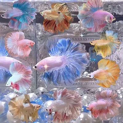 泰国斗鱼婚纱半月将军狮王好养