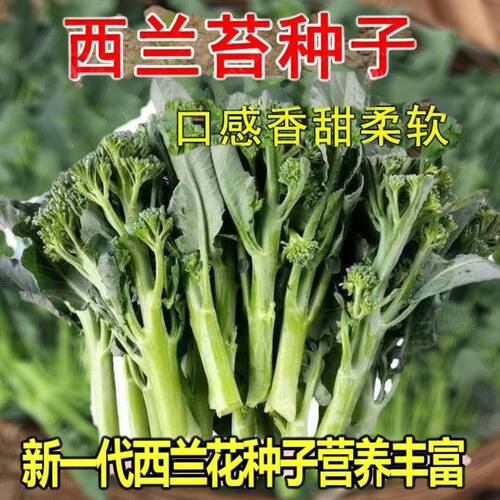 小西兰花价格 小西兰花图片 星期三