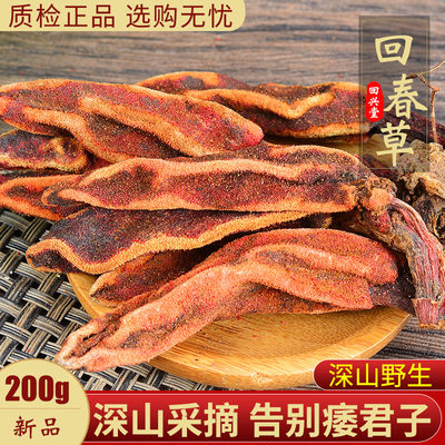 回春草野生不老草云南中药材200克顶天柱深山采摘石菰泡酒中药材