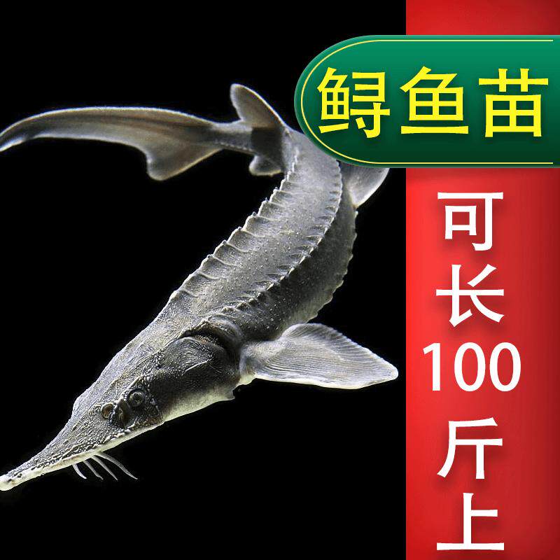 淡水鲟龙鱼苗水产养殖冷水鱼苗好养耐活鱼塘水库可食用大型鲟鱼苗