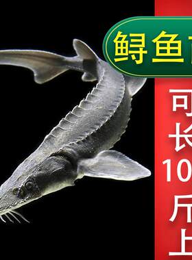 鲟鱼鱼苗大型淡水可食用包邮包活