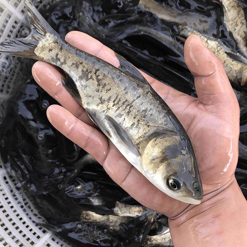 大规格花鲢鱼苗淡水养殖食用鲢鳙鱼胖头鱼大头鱼芝麻花鲢鱼苗活体