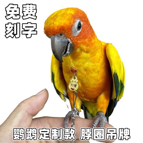 定制鹦鹉户外拴鸟脖圈链子刻字