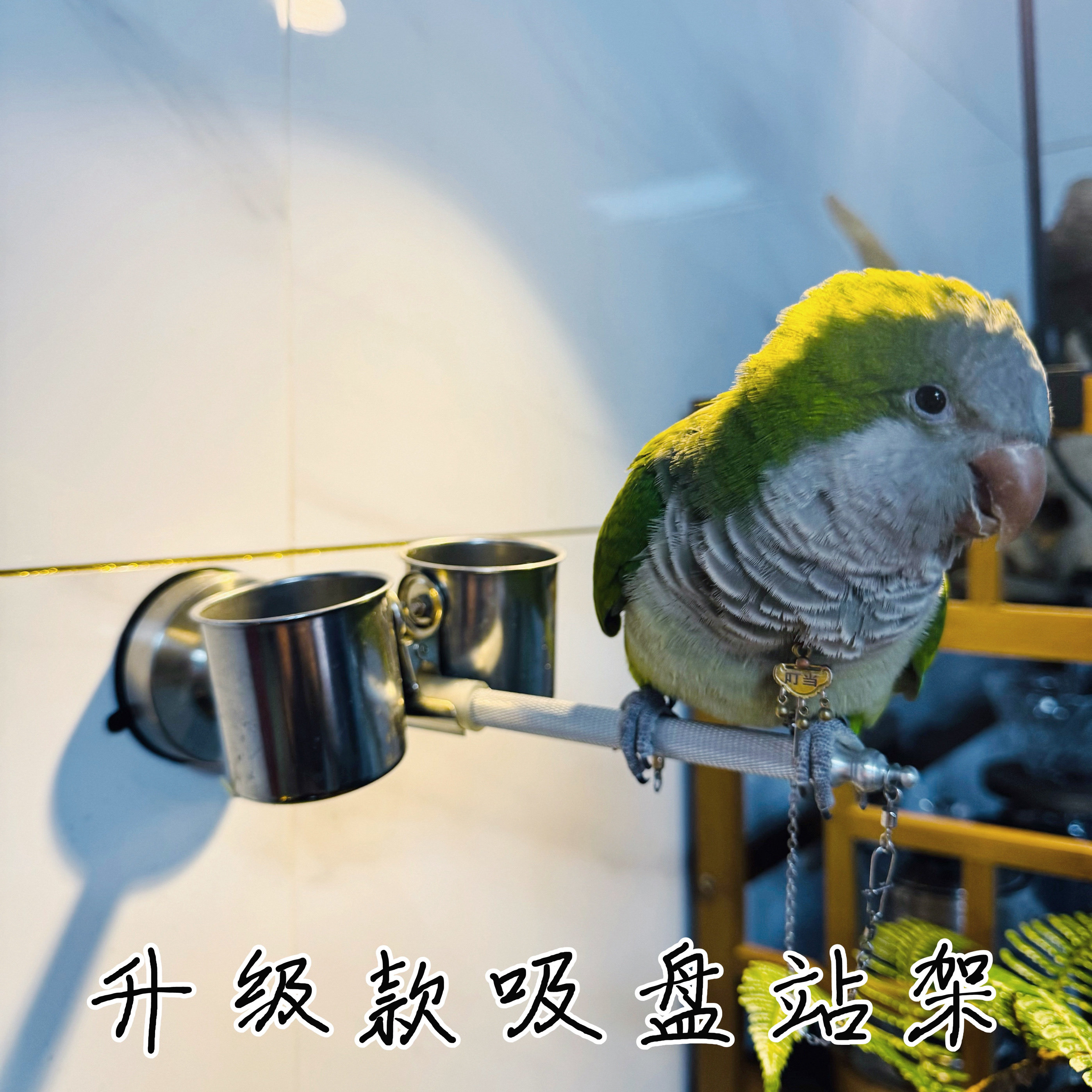 鹦鹉吸盘站架外出车载玻璃站架磨爪棒脚链脖套洗澡训练鸟站架脖圈