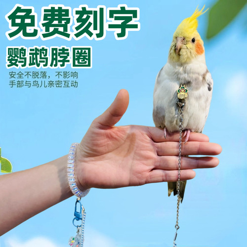 免费刻字鹦鹉放飞牵引脖套