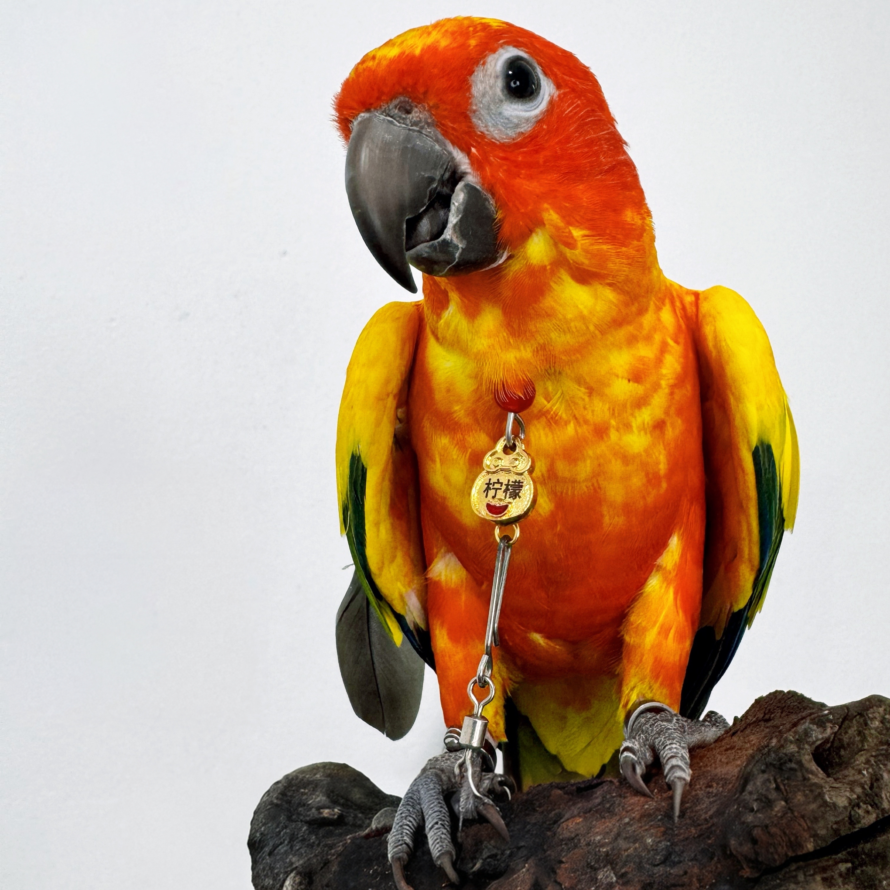 定制玄凤金太阳和尚小太阳