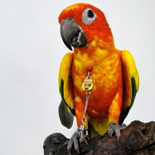 定制玄凤金太阳和尚小太阳牡丹鹦鹉户外拴鸟脖圈脚链脚环 新款