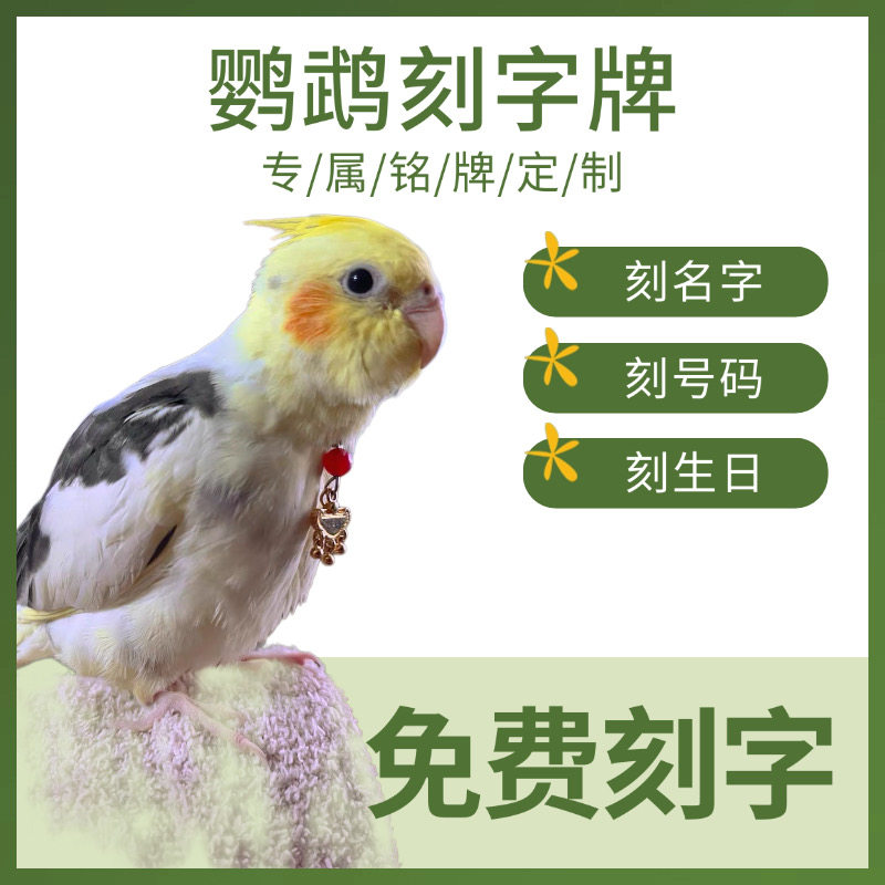 鹦鹉脖套定制刻字玄凤小太阳和尚金太阳放飞脚环链子牡丹虎皮脖圈