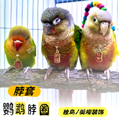 鹦鹉脖套链子鸟脖圈项链吊坠玄凤小太虎皮牡丹专用项圈放飞绳链子