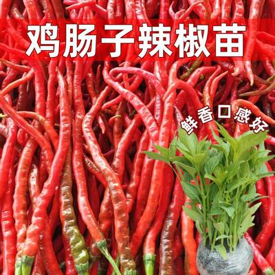 新品种鸡肠子辣椒苗秧带土球带根长线椒苗四季阳台盆栽蔬菜辣椒苗