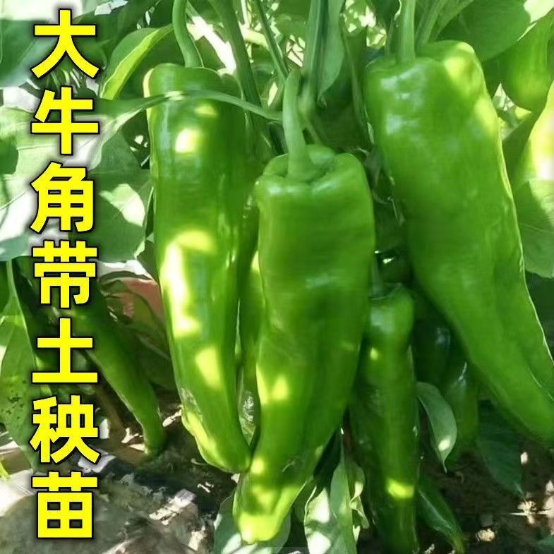 高产线椒辣椒苗长线椒尖椒四季朝天椒螺丝椒蔬菜苗秧牛角家庭种植