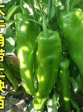 高产线椒辣椒苗长线椒尖椒四季朝天椒螺丝椒蔬菜苗秧牛角家庭种植