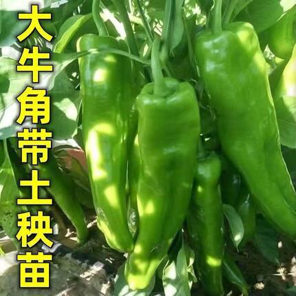 高产线椒辣椒苗长线椒尖椒四季朝天椒螺丝椒蔬菜苗秧牛角家庭种植