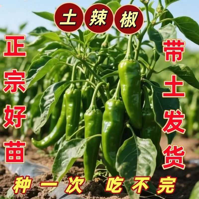 正宗本地土辣椒青尖椒牛角椒泡椒皮薄肉厚带土球苗场直发超大苗