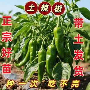 正宗本地土辣椒青尖椒牛角椒泡椒皮薄肉厚带土球苗场直发超大苗