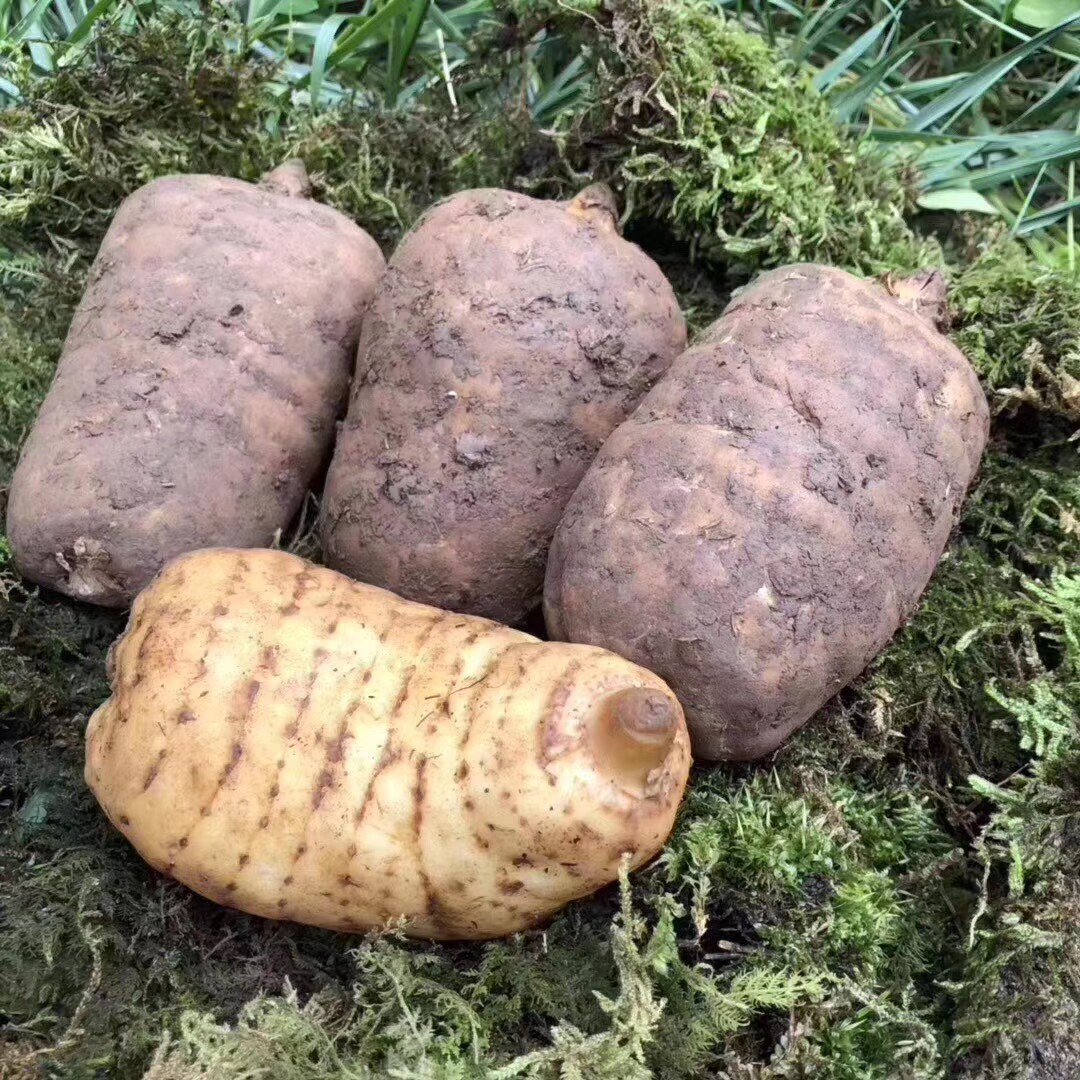云南昭通彝良小草坝天麻产地麻农直销仿野生新鲜天麻头晕头疼1kg