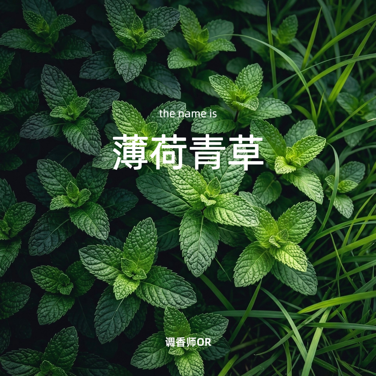 调香师OR【薄荷青草】 原创小众香水