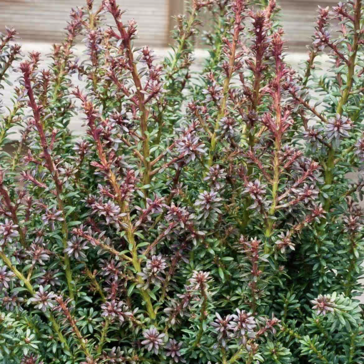 劳伦斯罗汉松‘红尖’进口新品多年生常绿耐热寒花园庭院阳台盆栽