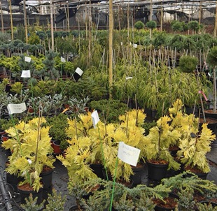 2新品进口针叶植物 直播链接多年生耐热耐寒阳台花园庭院盆栽地载