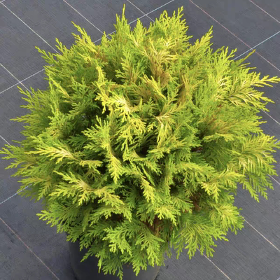 北美扁柏‘阳光微笑'进口新品多年生常绿耐热寒花园庭院阳台盆栽