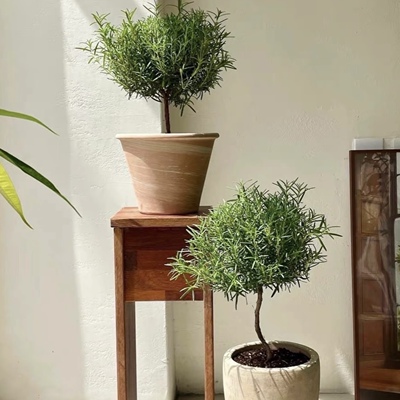 迷迭香盆栽四季常青耐寒耐热阳台庭院花园植物好养活