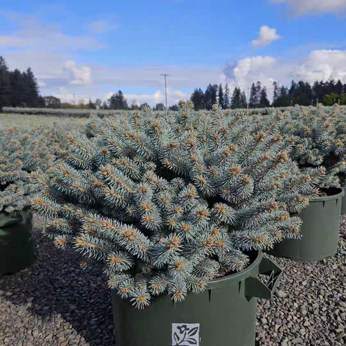 蓝粉云杉 灰蓝球 进口新品多年生耐热耐寒花园庭院植物可盆栽好养